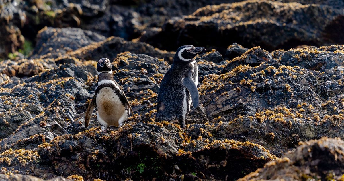 Animais migratórios marinhos intensificam presença no litoral do Paraná