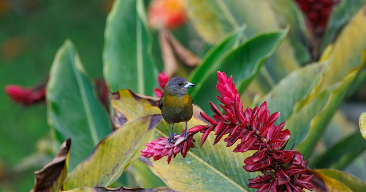 Operação apreende 95 aves silvestres e multa criadores em R$ 400 mil em Guarapuava